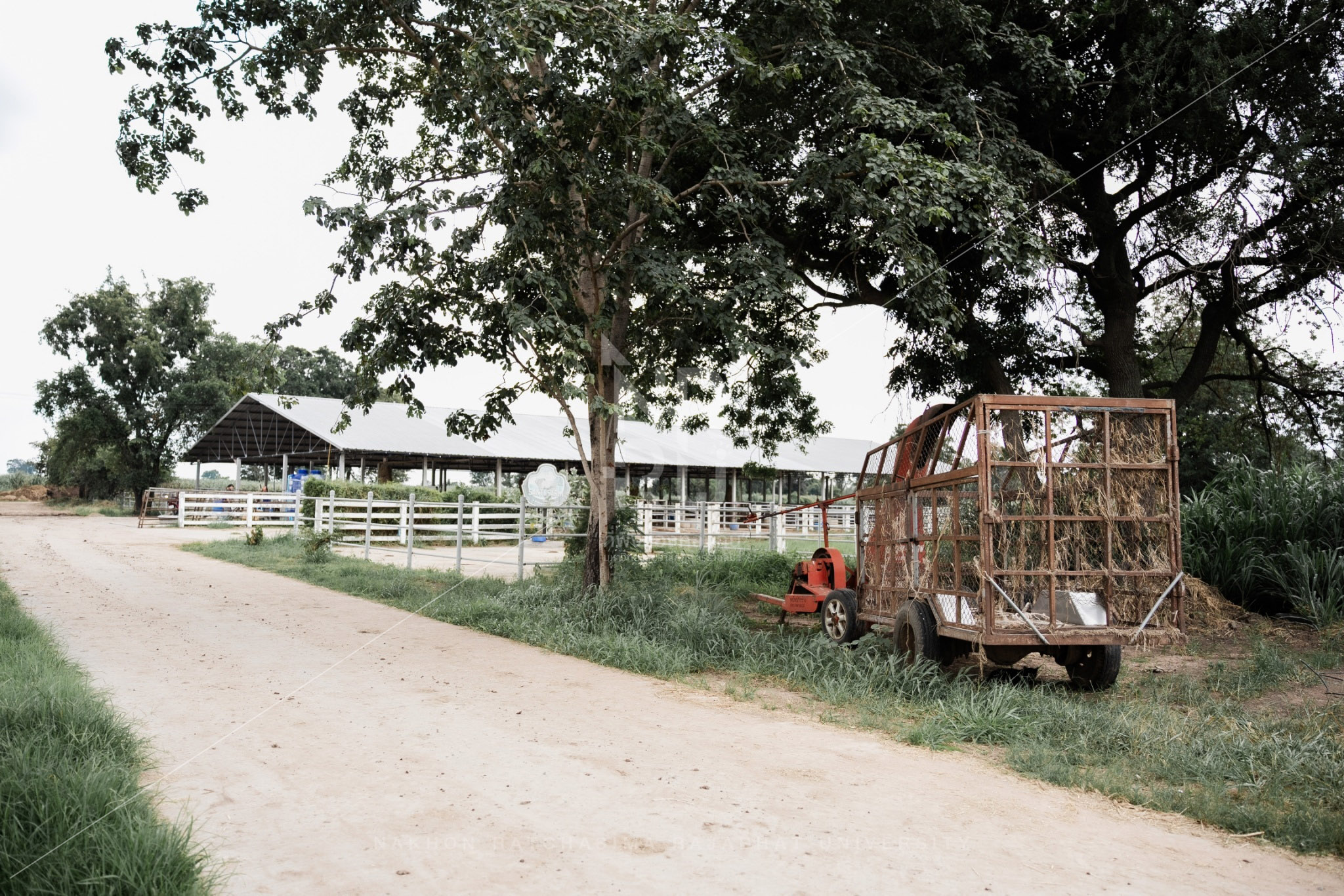 YZ Beef Cattle Farm in Si Khio District (4)